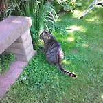 Harzgenuss Apartment