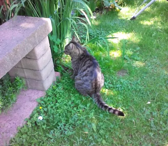 Harzgenuss Apartment